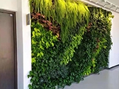 植物牆